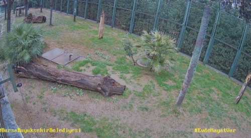 Bursa Hayvanat Bahçesi Kaplanlar Canlı Mobese izle
